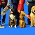 Dog Days | Nina Dobrev - Release, Poster & Trailer